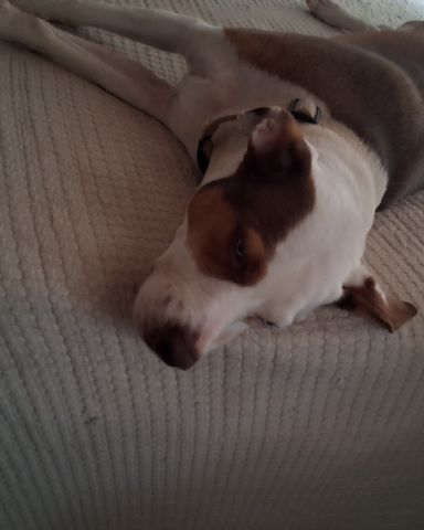 Cute Australian shepherd pit bull mix named Daisy