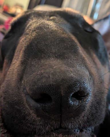 Cute bull terrier named Apache