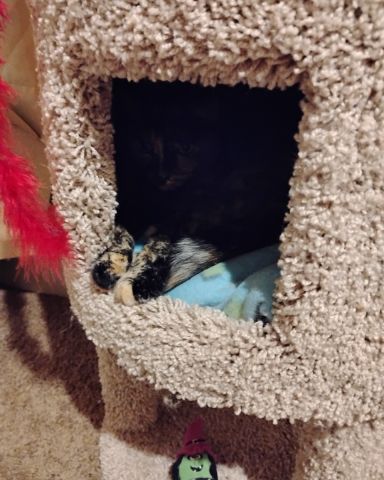 Cute cat named Gizmo
