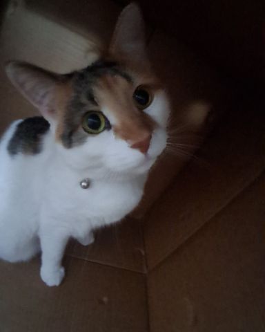 Cute Calico maincoon named Callie
