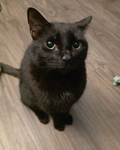 Cute Bombay Black Cat named Binx Rae