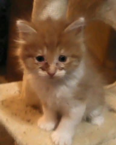 Cute cat named Lucky
