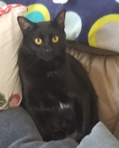 Cute black cat named Luna