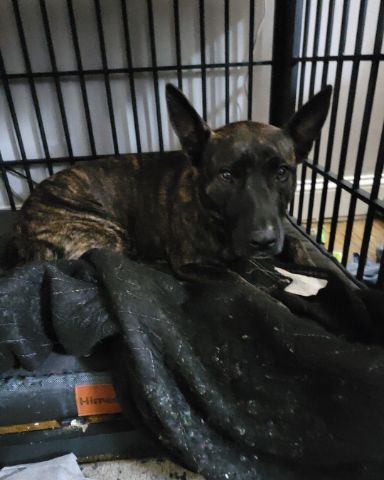 Cute Dutch shepherd named raya