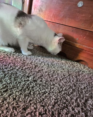 Cute cat named Mama's