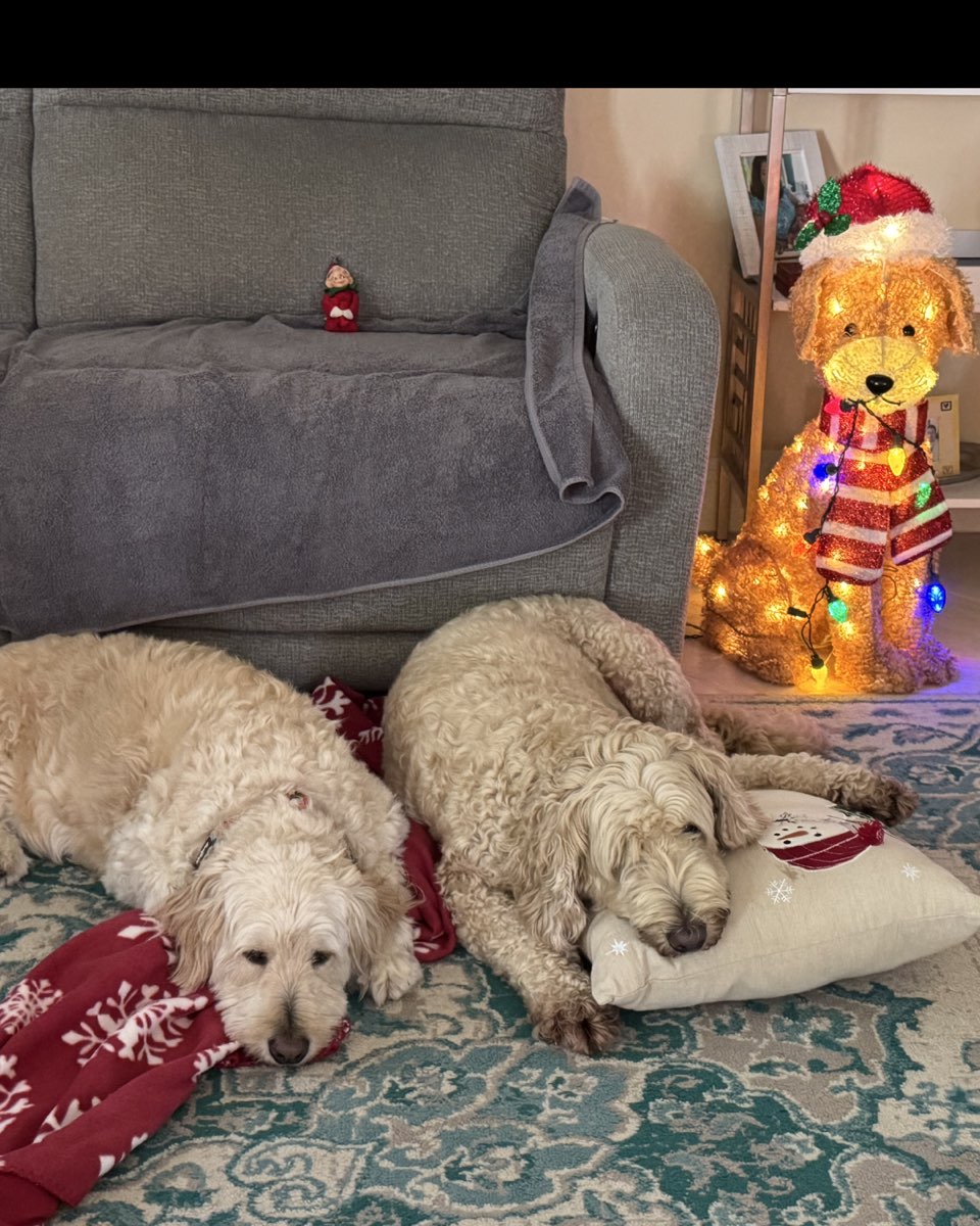 Cute Goldendoodle named Bria