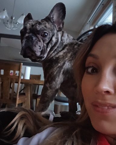 Cute frenchton named Porkchop