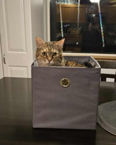 Cute tabby named Lucy