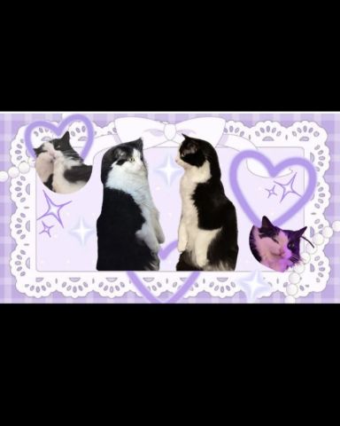 Cute Tuxedo named Pixi