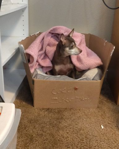 Cute Dachshund Chihuahua mix named Cocomo