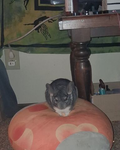Cute Chinchilla named Chimmichanga