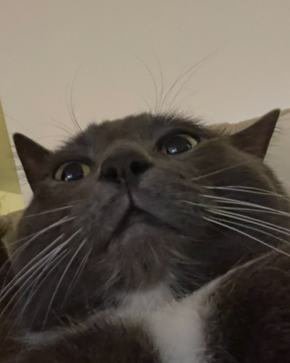 Cute cat named Jholote