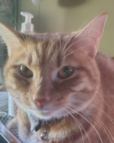Cute Ginger named Pumpkin