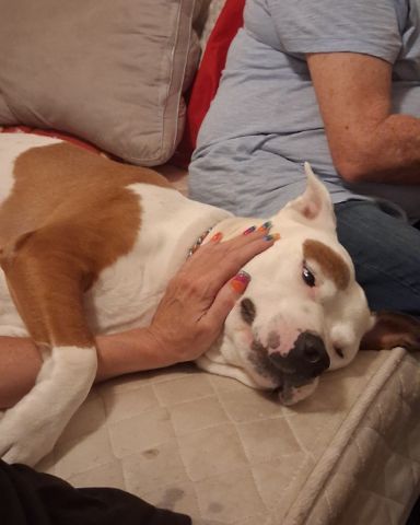 Cute dog named Mancho