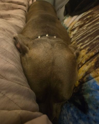 Cute pitbull named violet