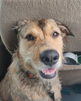 Cute mutt named teddy bear