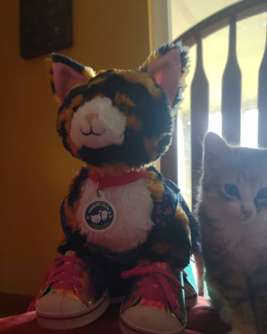 Cute Tabby and calico named runt , abbey jr. ,and peanut butter cup