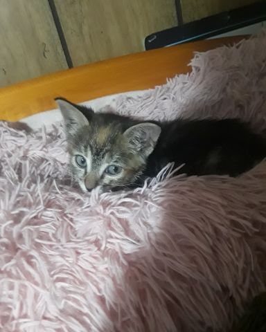 Cute calico tabby named kitty