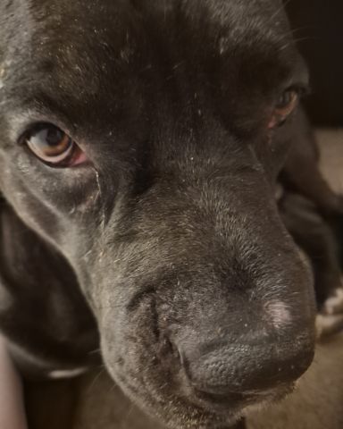 Cute Cane corso named Max💙🩵