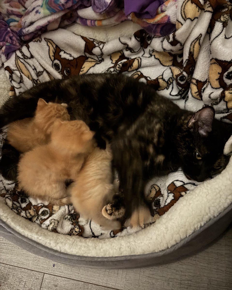 Cute cat named Roxy,nacho,noodle,sunny