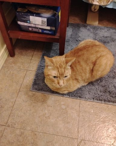 Cute cat named Tiger