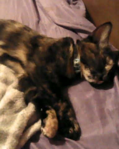 Cute cat named Gizmo
