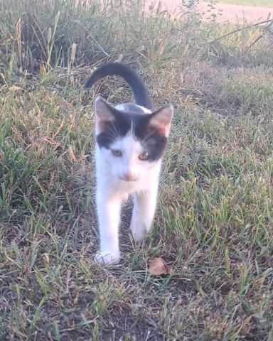 Cute cat named Little-Panda