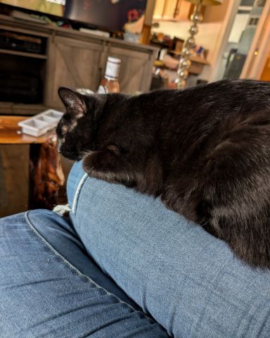 Cute Black Cat named Jinxy