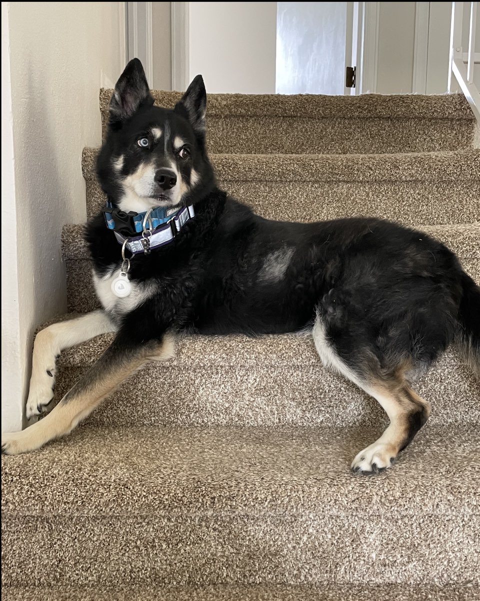 Cute dog named Loki