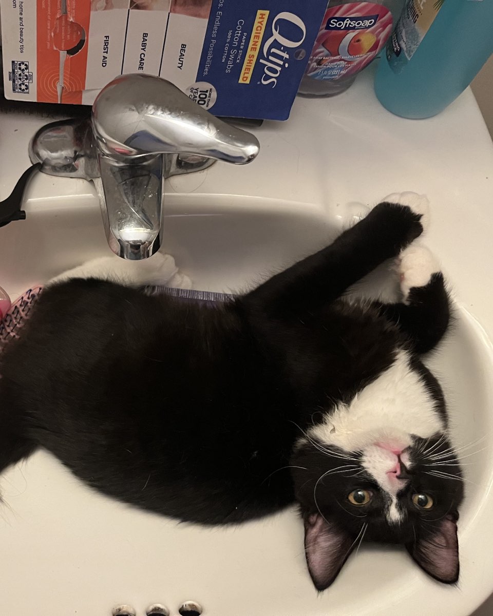 Cute cat named Oliver Bean
