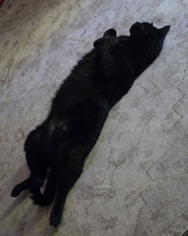 Cute cat named Whiskey