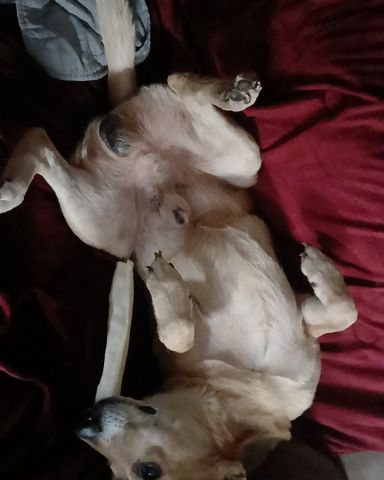 Cute dog named Rascal