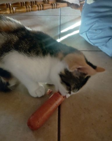 Cute cat named Kiki