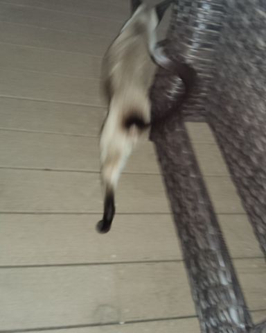 Cute siamese named yum yum
