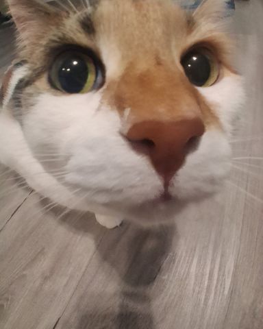 Cute Calico maincoon named Callie
