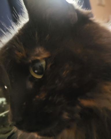 Cute cat named Minnie
