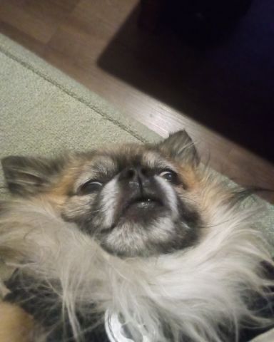 Cute Long Haired Chihuahua named Rocko