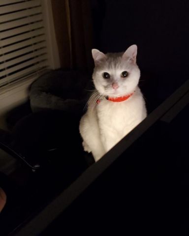 Cute American Shorthair named Krisko