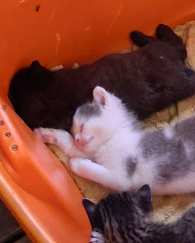 Cute cat named cloud-tiger-&-reaper