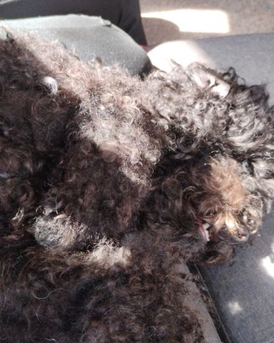 Cute black poodle named Brownie