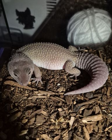 Cute blizzard lepord gecko named crystal