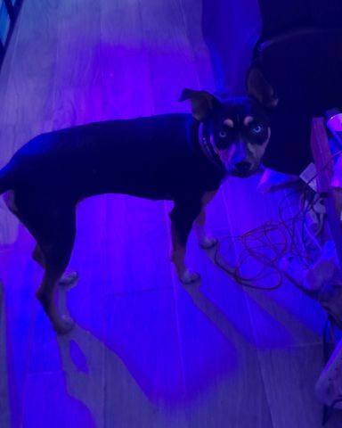 Cute dog named Gracie