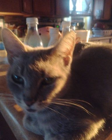 Cute cat named Bell