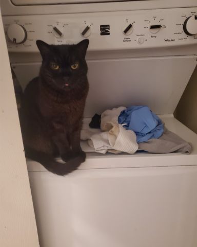 Cute cat named Adonis Leon Chicken Wing Johnson