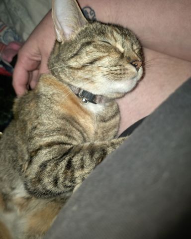 Cute tabby named Nugget