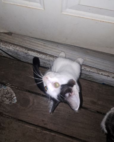 Cute cat named Little-Panda