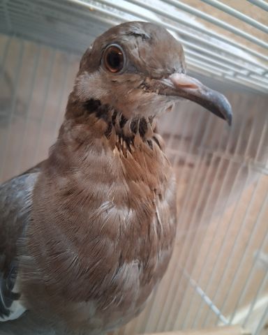 Cute white tipped dove named Derek