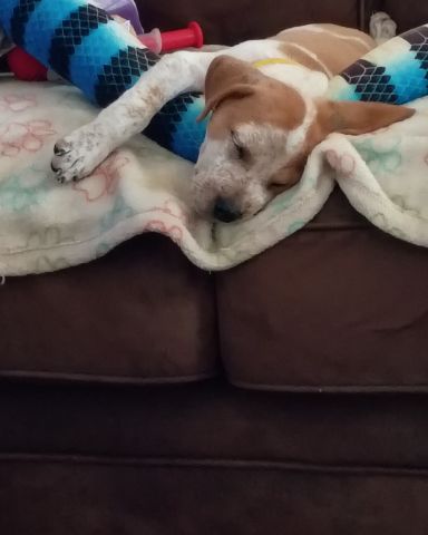 Cute dog named Jac