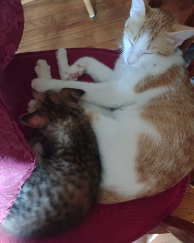 Cute Tabby and calico named runt , abbey jr. ,and peanut butter cup