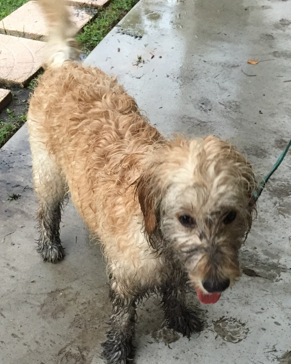 Cute Goldendoodle named Bria